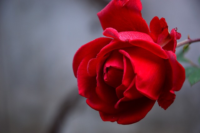 rose union romantique